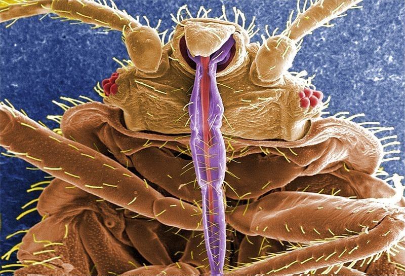 800px-CDC_11739_Cimex_lectularius_SEM