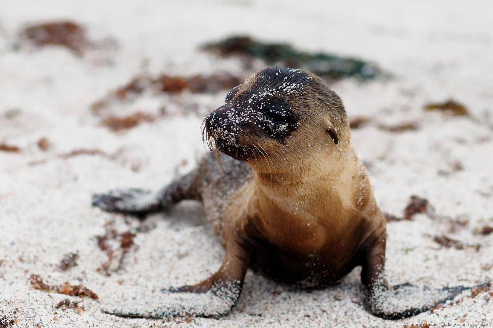 baby252520sea252520lion252520Galapagos25255B325255D