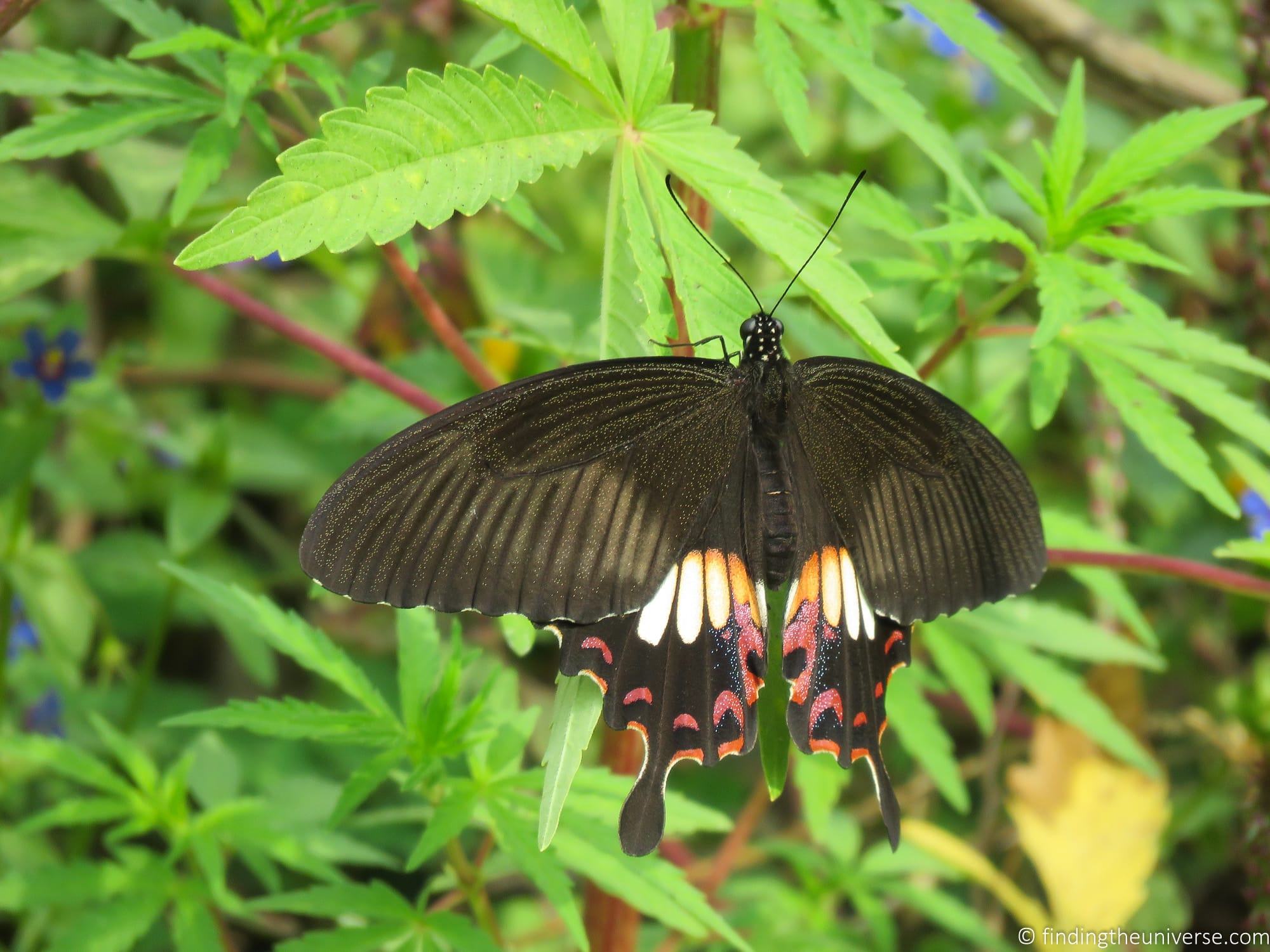 _by_Laurence Norah-4