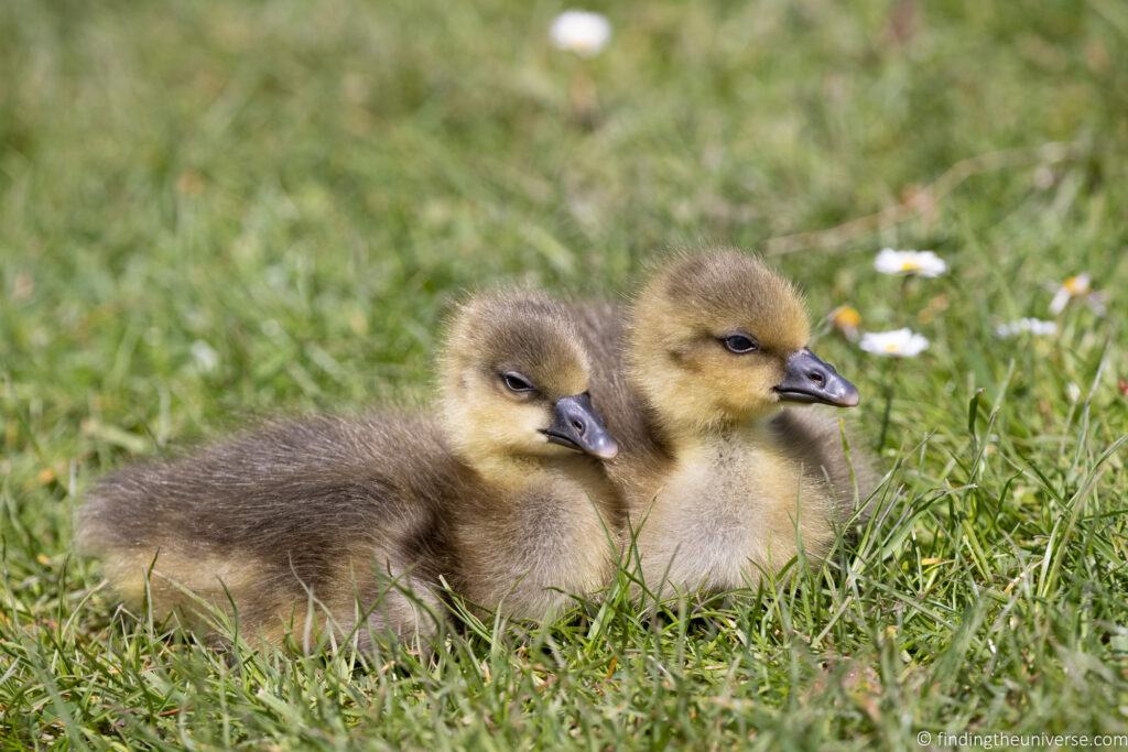 Canon EOS R5 Review for Travel Photography