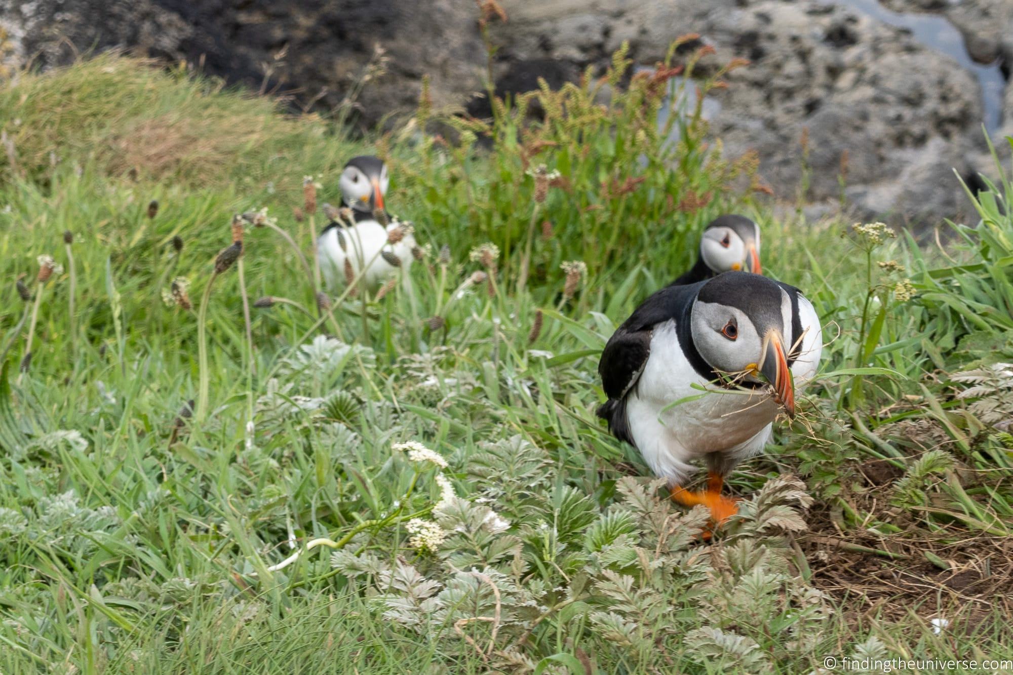 Puffins shot with RX100