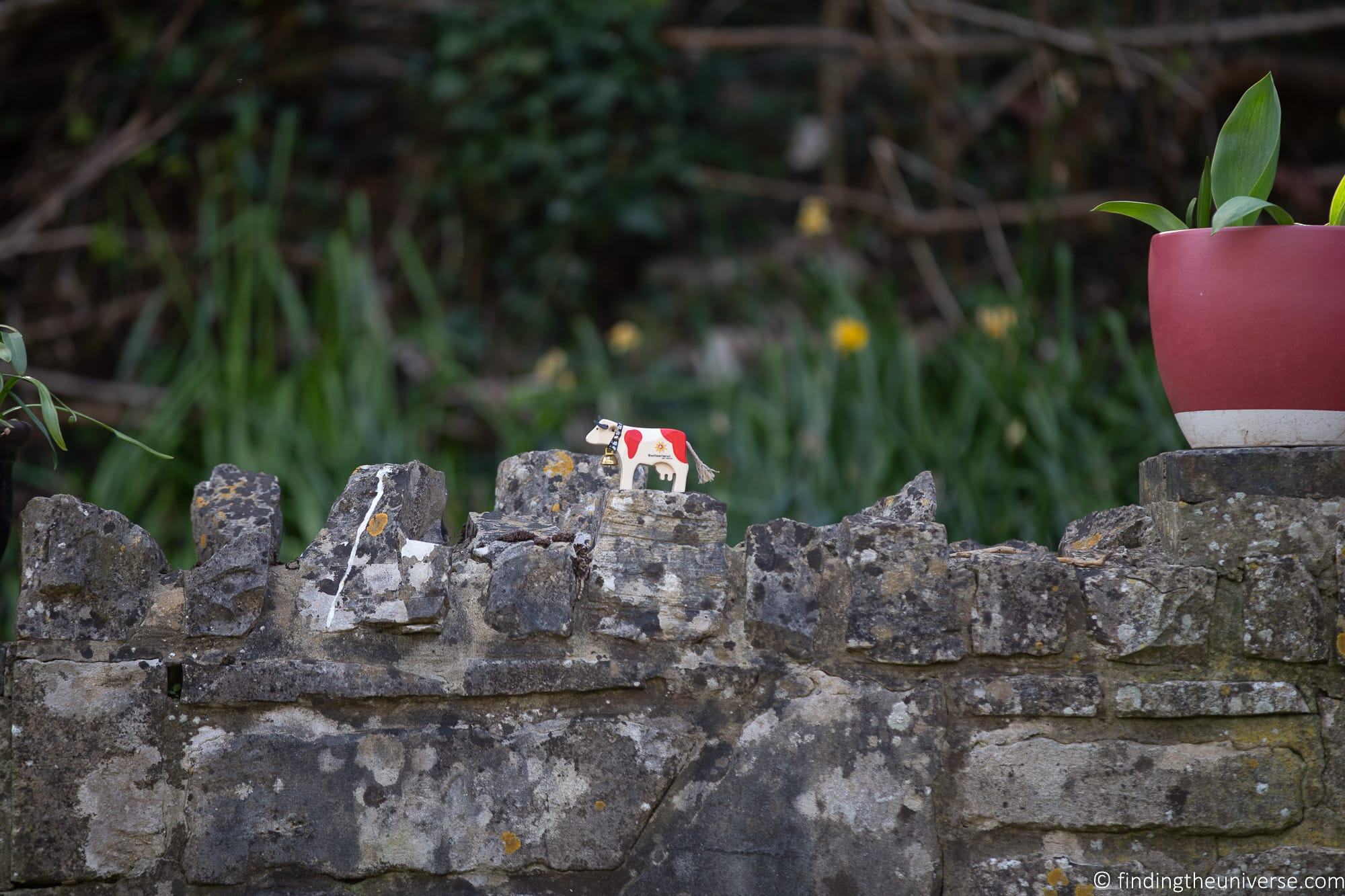 R5 no zoom cow example