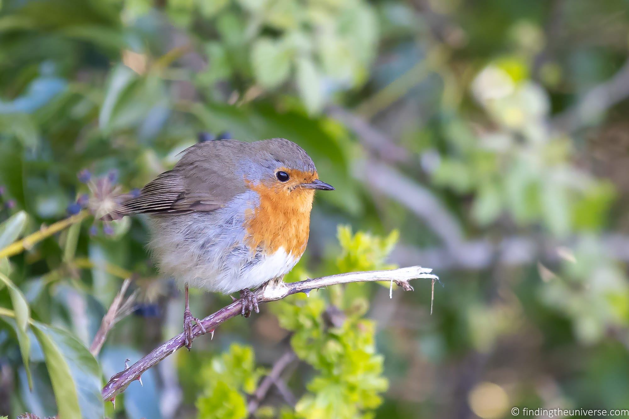 Robin close up