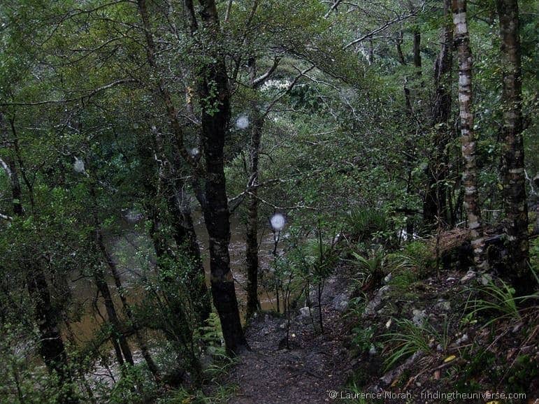 The Rivendell Forest