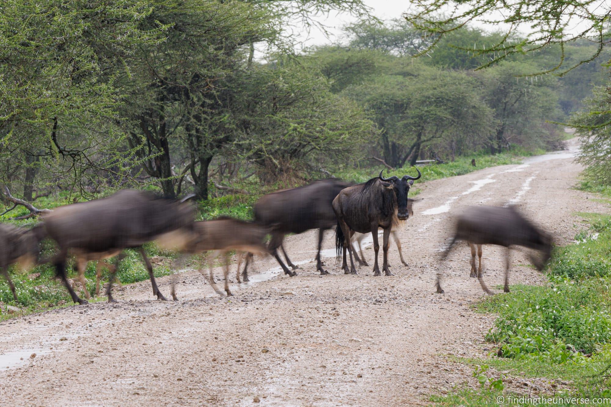 Wildebeest crossing